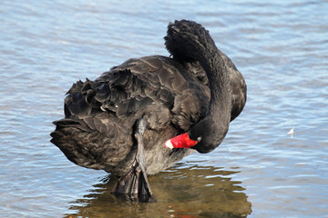 Trauerschwan (Cygnus atratus)