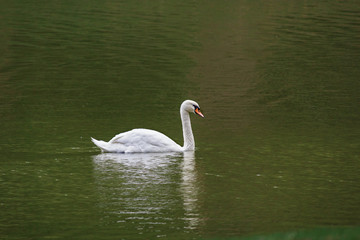 Obraz premium White swan floating in a country pond. Birds
