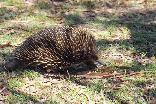 Kurzschnabeligel (Tachyglossus aculeatus)