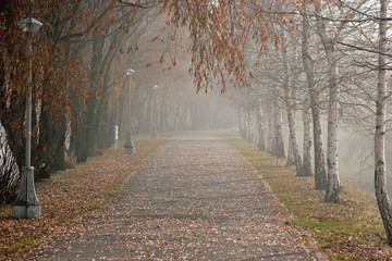 Birch alley early winter in the haze