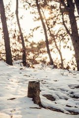 winter background: Winter landscape at sunset with trees in snow