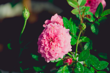 Roses in the garden filtered