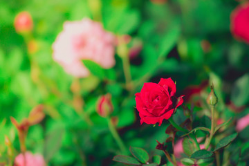Roses in the garden filtered