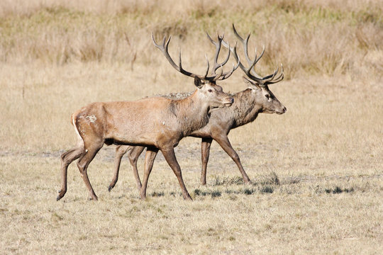 Two large red deer