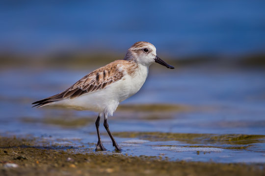 Very close up of Spoon-billed sandpiper (Calidris pygmaea) Critically Endangered status  