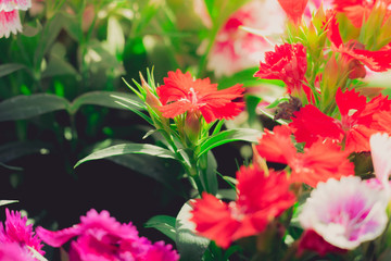 The background image of the colorful flowers