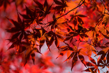 Autumnal ornament, red leaves of maple
紅葉のモミジ