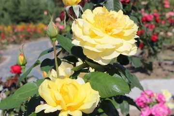 Нежное благоухание