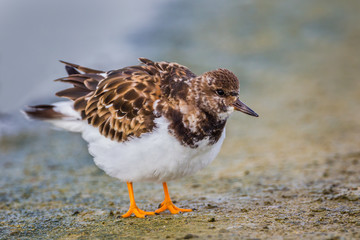 Ruddy Turnstone(Arenaria interpres) spread her feather  in nature 