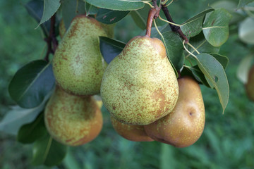 pear