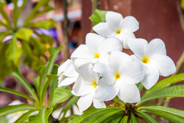 White flowers for background.