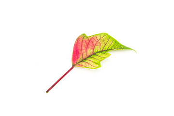 leaf on white background.