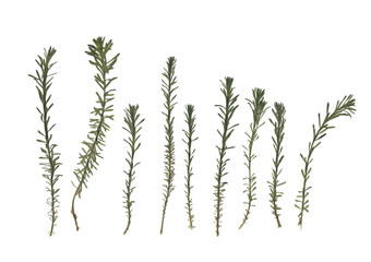 Herbarium. Dried herbs. Composition of the grass on a white background. 