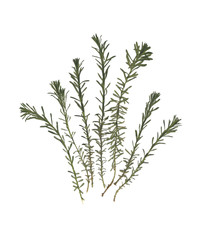 Herbarium. Dried herbs. Composition of the grass on a white background. 