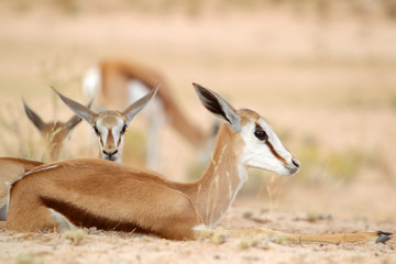 Naklejka na ściany i meble skoczniki antylopie (Springbok) na Kalahari