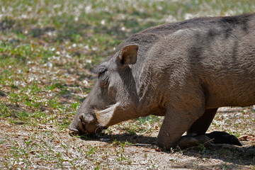 Fototapeta premium Phacochère, Afrique