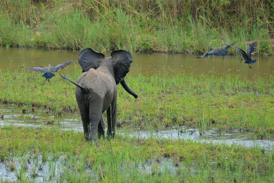 &eacute;l&eacute;phanteau joue &agrave; chasser les oiseaux