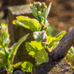 feuilles de vigne au printemps