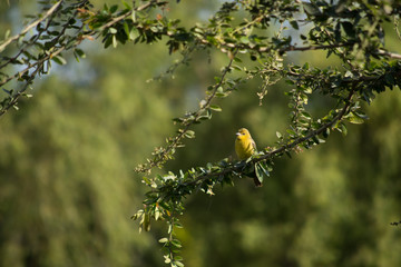 Pajarito posa parado entre ramas.