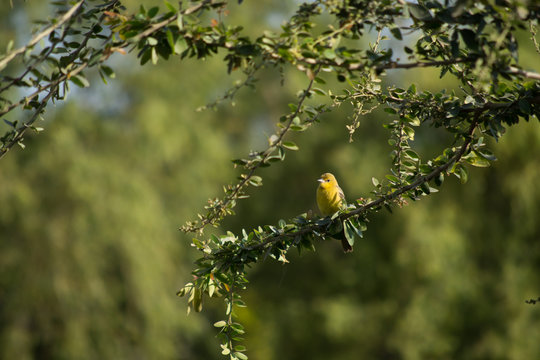 Pajarito posa parado entre ramas.