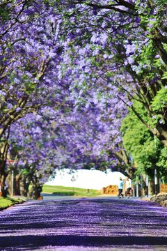 Purple Carpeted Streets