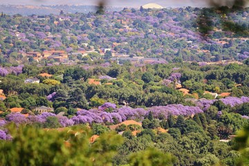 Obraz premium Widok na Johannesburg w październiku