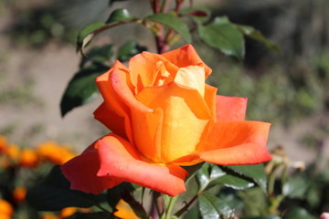 Королева цветов