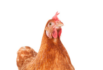 poulet brun poulet debout isolé fond blanc utiliser pour loin