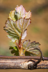 feuilles de vigne au printemps
