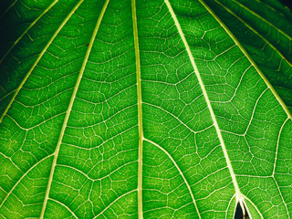 closeup leaf  P