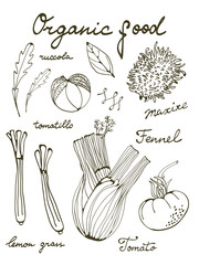Outline set of fresh hand drawn vegetables