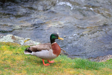 close up beautiful feather ,plumage of wild Mallard duck in sout