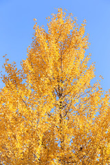 Fototapeta premium 銀杏