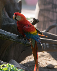 Macaw
