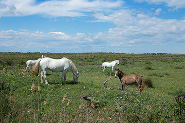 Obraz premium Chevaux camarguais dans les près et ciel bleu