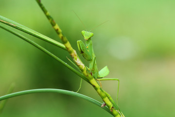 Mantis