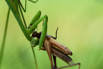 Mantis