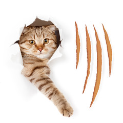 Fototapeta premium Funny cat in torn wallpaper hole with claw cuts isolated