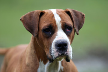 Smart female american bulldog looking at the camera. American bulldog posing for the camera