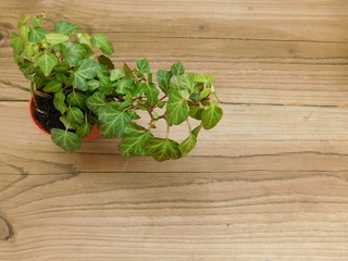 plant on the basis of wood