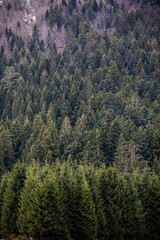 Fototapeta na wymiar Closeup of forest in Bavaria