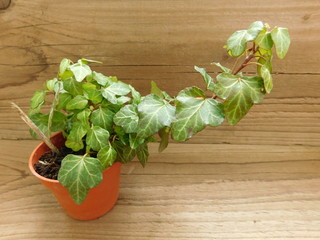 plant on the basis of wood