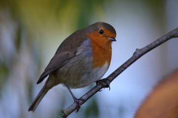 Fototapeta premium British Robin Redbreast perched on tree branch
