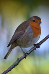 British Robin Redbreast perched on tree branch