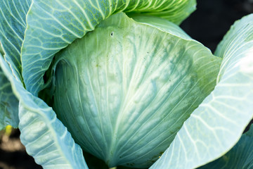 Obraz premium Beautiful fresh green cabbage in the garden