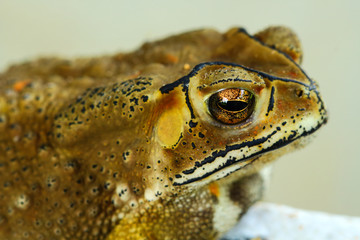 toad in Thailand