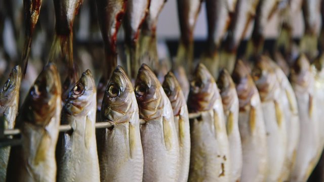 Fish plant - drying fish