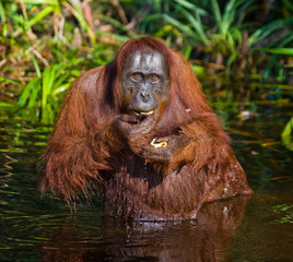 Orangutan drinking water from the river in the jungle. Indonesia. The island of Kalimantan (Borneo). An excellent illustration.