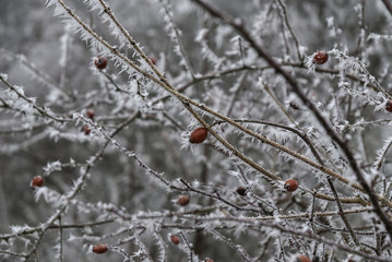 Hoar frost in rose hips