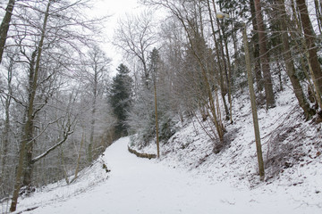 winter spruce forest and snow cowered field